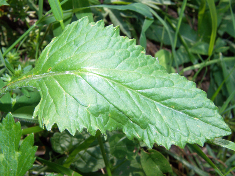 Tephroseris balbisiana / Senecione di Balbis